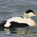 Eurasian Common Eider - Photo (c) smdavies, some rights reserved (CC BY-NC)