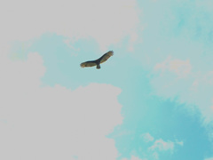 Cathartes burrovianus