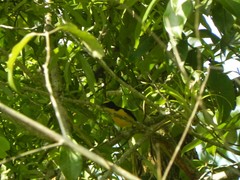 Euphonia laniirostris
