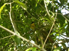 Euphonia laniirostris