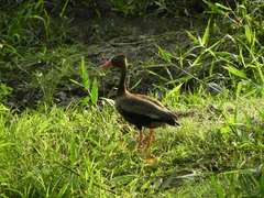 Dendrocygna autumnalis