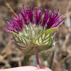 Monardella douglasii