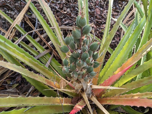 Bromelia pinguin