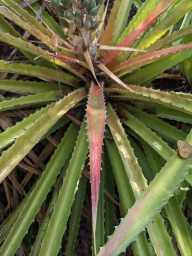 Bromelia pinguin