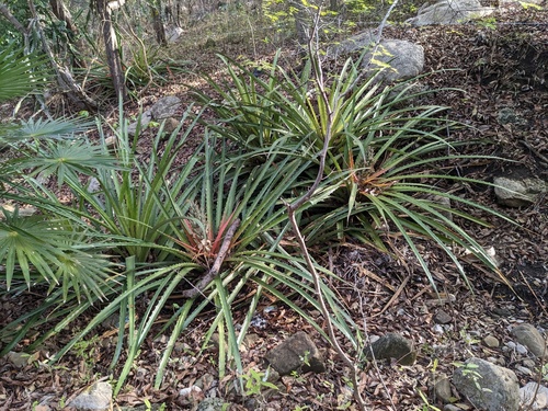 Bromelia pinguin
