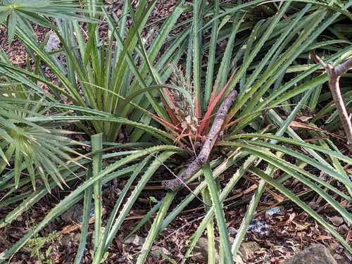 Bromelia pinguin
