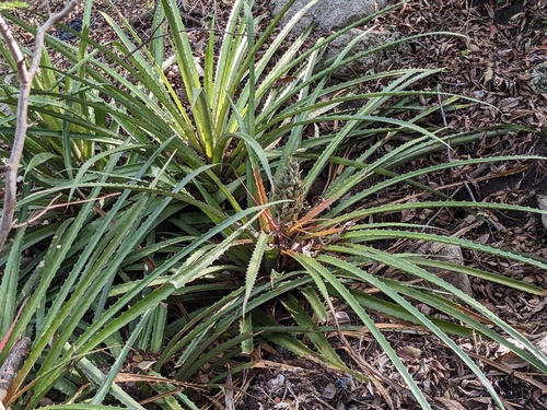 Bromelia pinguin