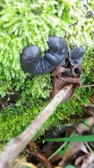 Cordieritidaceae