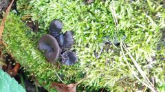 Cordieritidaceae