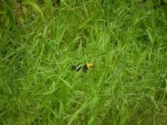 Chrysomus icterocephalus