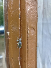 Polyclaeis longicornis