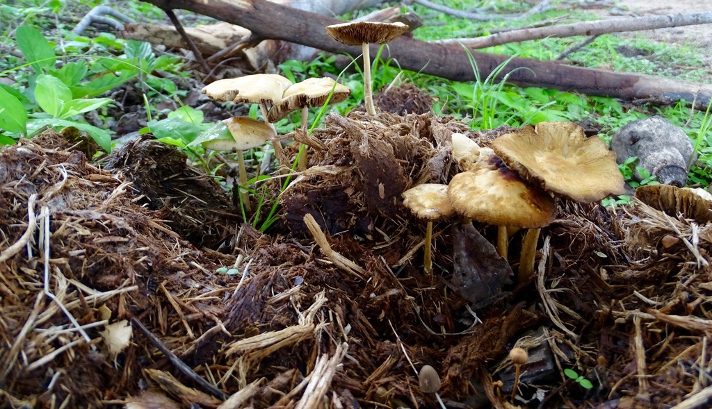 Common Gilled Mushrooms and Allies from Zambia on December 13, 2018 at