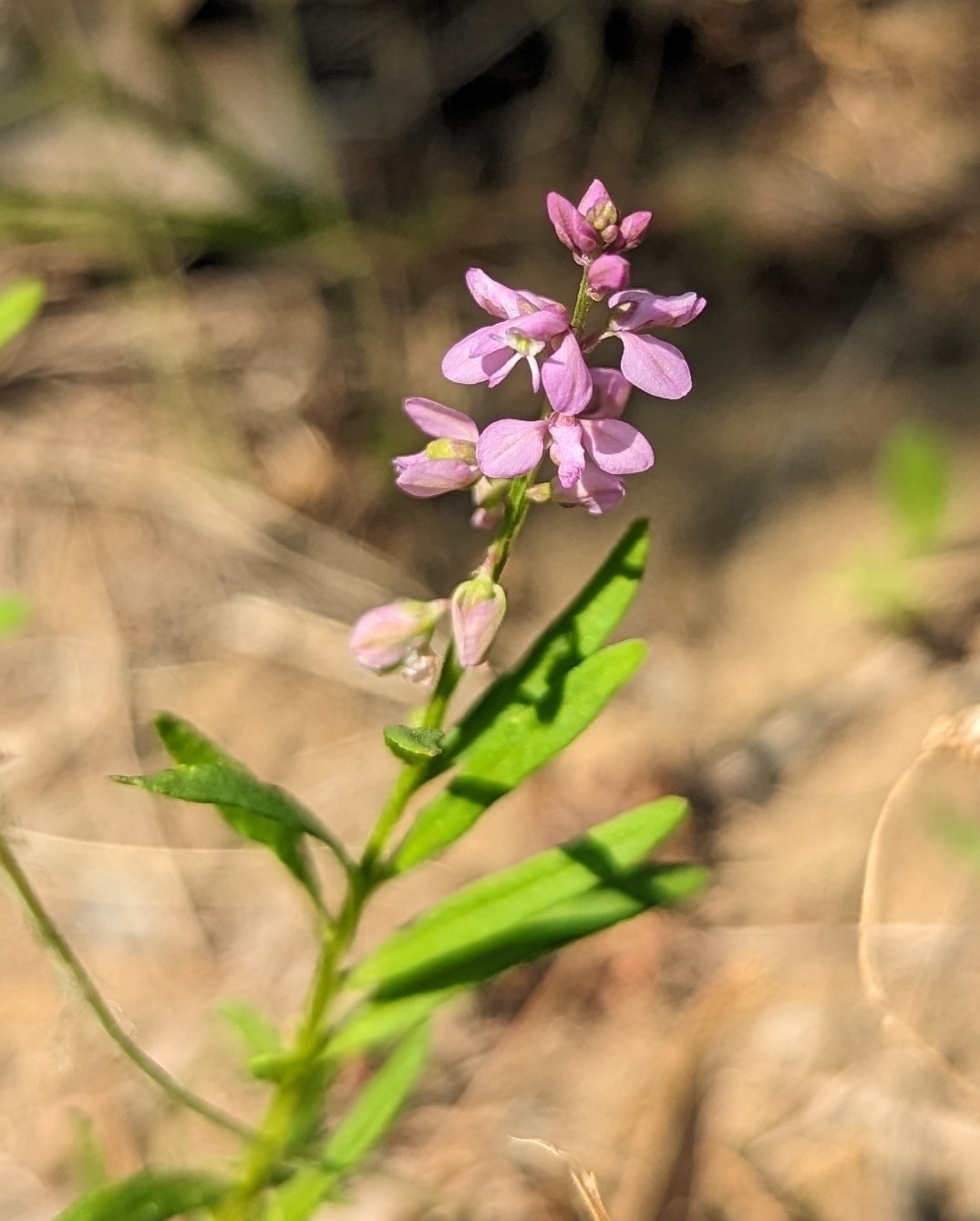 Polygala polygama