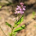 Senega polygama - Photo (c) Brian Charles,  זכויות יוצרים חלקיות (CC BY-NC), הועלה על ידי Brian Charles