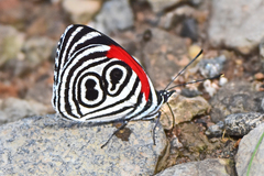 Diaethria clymena