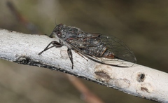 Atrapsalta furcilla