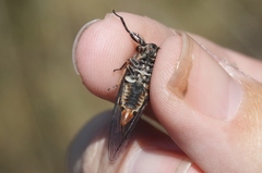Atrapsalta furcilla