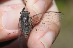 Atrapsalta furcilla