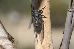 Atrapsalta furcilla