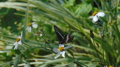 Catasticta flisa flisa