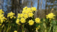 Petasites radiatus