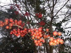 Crataegus marshallii