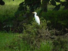 Bubulcus ibis