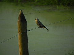 Tyrannus melancholicus