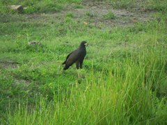 Buteogallus urubitinga