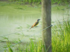 Tyrannus melancholicus