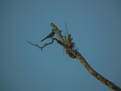 Tyrannus melancholicus