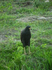 Buteogallus urubitinga