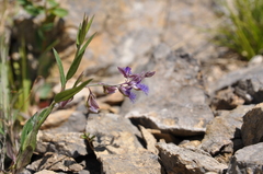 Polygala sibirica