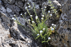 Eritrichium pectinatum