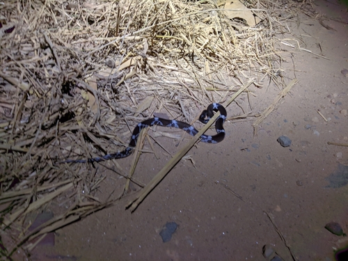 Lycodon striatus