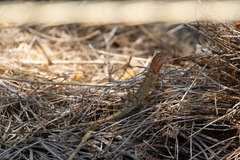 Diporiphora jugularis