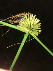 Cyperus erectus