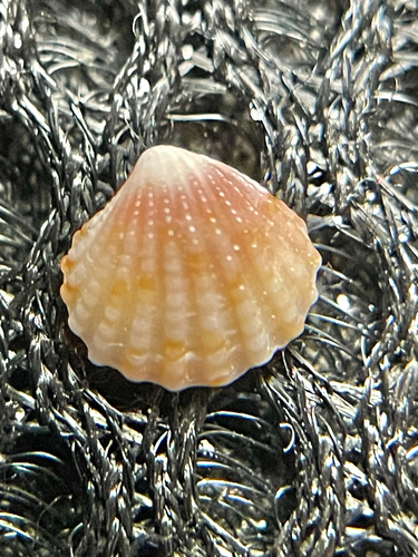 Three-tooth Carditid