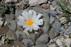 Ariocarpus retusus retusus