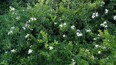 Jasminum angulare