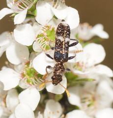 Scrobiger splendidus