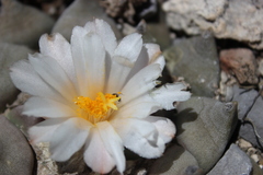 Ariocarpus retusus retusus
