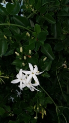 Jasminum angulare
