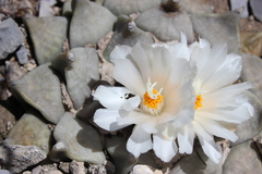Ariocarpus retusus retusus