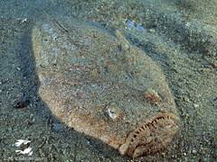 Uranoscopus scaber