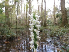 Spiranthes triloba