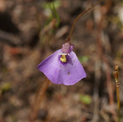 Utricularia barkeri