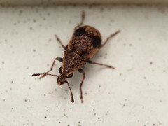 Cacephatus
