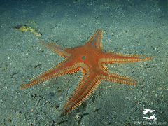 Astropecten aranciacus