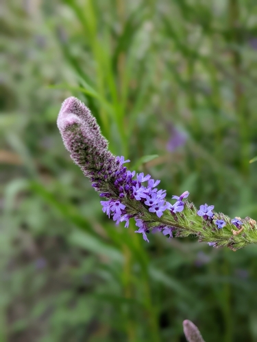 iNaturalist observation photo of western vervain
